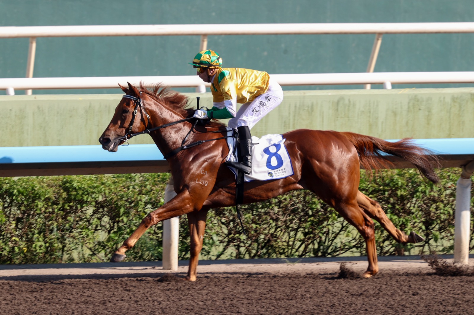 Bustling City prepares for the Lau Fau Shan Handicap at Sha Tin