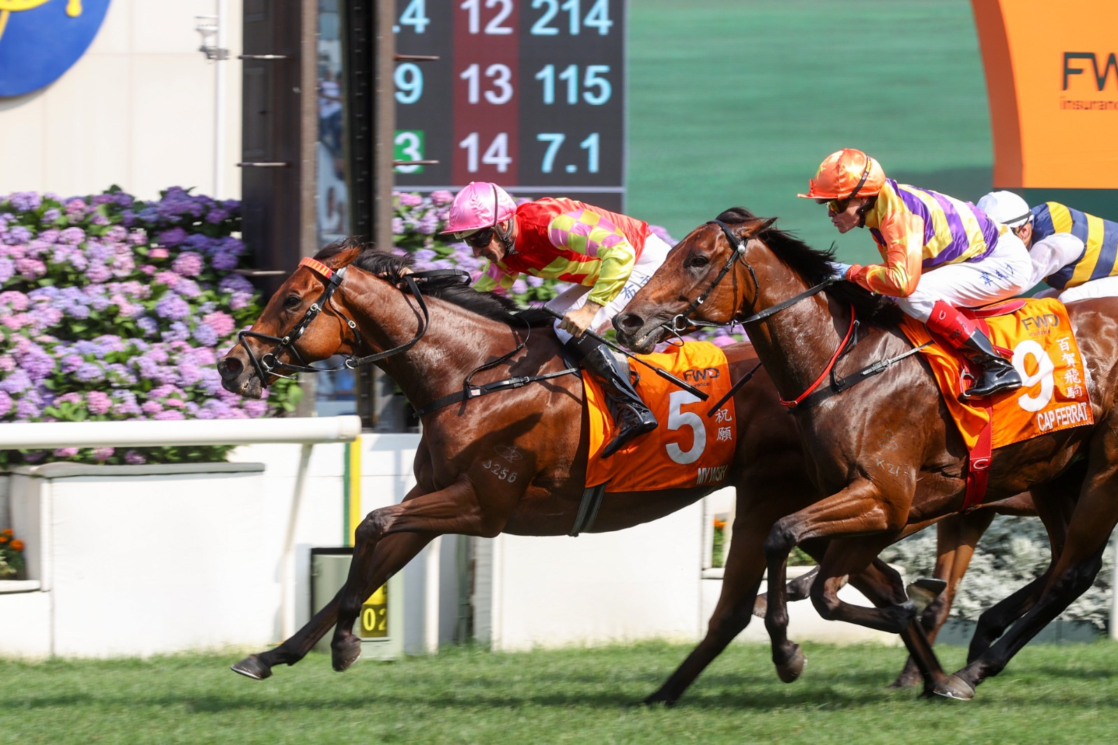 My Wish prepares for the 2026 Sha Tin Trophy Handicap at Sha Tin Racecourse