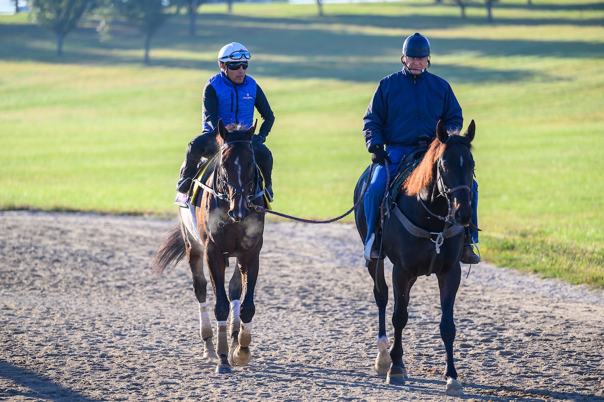 Bill Mott’s Rocky, the former Thoroughbred racehorse who now serves as a stable pony