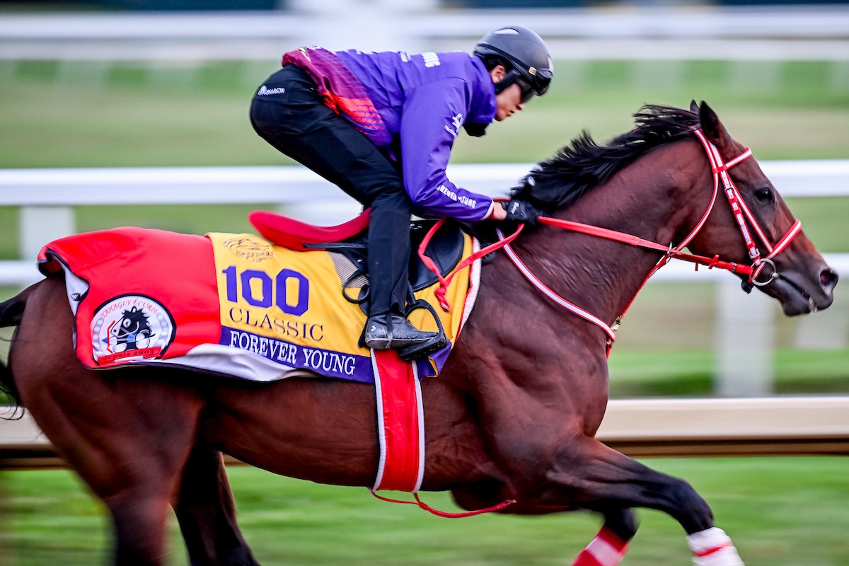 Forever Young during his final preparation for the Breeders’ Cup Classic at Keeneland