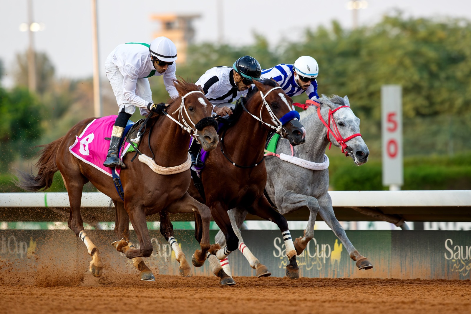 JCSA Academy initiative for equestrian education and retired racehorse aftercare in Saudi Arabia